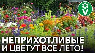 ЛЕНИВАЯ КЛУМБА Лучшие однолетние цветы которые непременно стоит посеять