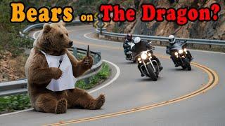 Bear Eats Biker on Tail of the Dragon after motorcycle crashes on The Dragon