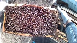 Buckfast Elgon Hattı Arıların Erken Bahar Kontrolleri - Mustafa Peker İskar- Bulgaristan