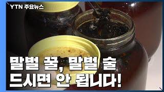 신경통에 좋다고요?...말벌 꿀 말벌 술 드시면 안 됩니다  YTN