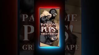  Pawsome Pups Great Escape #doglovers #puppy #funnypuppy #funnydogs #funnypets #dogs #dogshorts