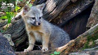 Gray fox family  Part 4 - Lunch a visit from Broken Ear and more playtime