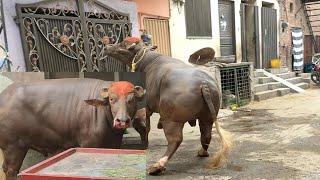 Dangerous Cow qurbani 2023 #Dangerous #eiduladha #Faisalabad #Mandi #Lahore #Karachi #Multan #vlog