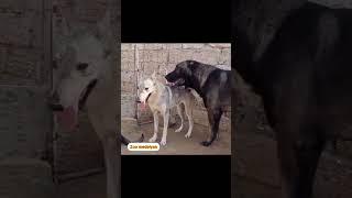 #волкодав Подчиняет #волчицу… dog crosses wolf…