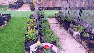 Transforming My Yard With DIY Backyard Projects
