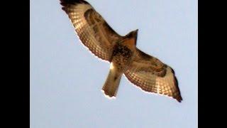 Red Tail Hawk Screeching in Flight High Above Me