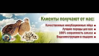 Инкубационное яйцо перепелов