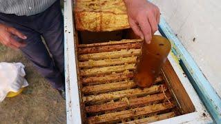 Feeding of bees at the apiary