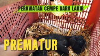 PERAWATAN CEMPE BARU LAHIR PREMATUR 