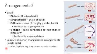 Ch 2 Microbial Cell Structure and Function