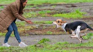 Heartwarming Dog Reunions Emotional Moments That Will Melt Your Heart ️