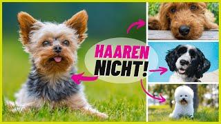 Top 10 Hunderassen die NICHT haaren 