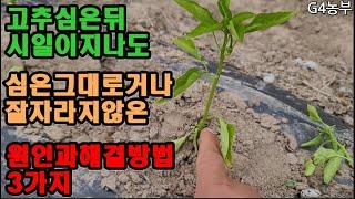 고추심고난뒤 시일이지나도 잘자라지않는 고추모종 원인고해결방법3가지 #고추정식후 #안자라는원인 #고추농사 #고추농부 #고추생리장애 #부정근 #가스장애