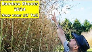 Phyllostachys aureosulcata Spectabilis  Shoots Now Over 10 Tall