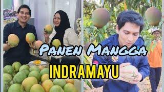 Panen Mangga Indramayu