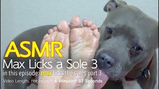 Max Licks  Sole 3  Part 3  ASMR DOG LICKING  No Talking