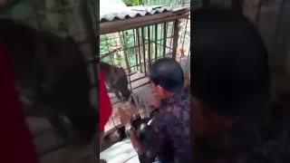 Viral diduga babi jadi jadian gegerkan warga. Bentuk kakinya kaya kaki manusia