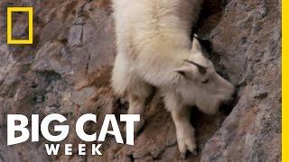 Death Dodging Goat  Big Cat Week