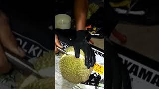 CARA BELAH DURIAN MONTONG