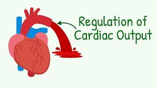 Regulation of Cardiac Output  How Increased Venous Return Increases Cardiac Output and MORE