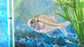 What Happens If a Transparent Fish Eats a Worm?