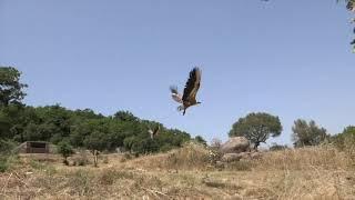 Drie jonge vale gieren uit ARTIS slaan vleugels uit op Sardinië