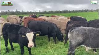 Newford Farm beef heifers slaughter performance