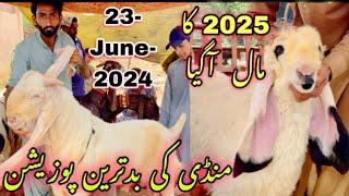 Lalukhet bakra mandi Me Qurbani 2025 Ka Bakra 23-June -2024 Lalukhet Bakra Mandi Bakra mandi