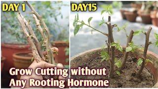 How to grow Bougainvillea From Cutting  Bougainvillea Propagation  With Result