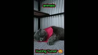 Tingkah Lucu Kucing Imut Tumor Tukang Molor Gemoy Kucing Bokep Bobok Cakep #shorts