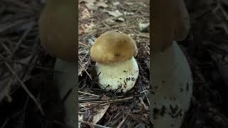 Super Satisfying Porcini Mushroom Foraging ASMR Tapping and Crunching