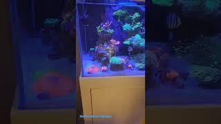 Marine Aquarium @03224177777     #aquariums #reefaquarium #maxspect #octo #tropicmarin #coral