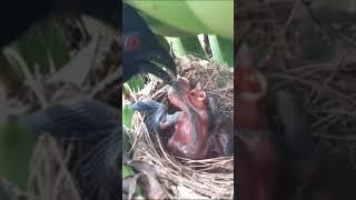 RED Crow Hawk Cuckoo Greater Coucal Attacks on bird Nests COMPIL.. #SHORTS #birdwatching #birdvideos