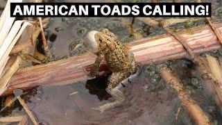 Eastern American Toads Calling In April Of 2022 - Benjamins Exotics