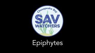 Epiphytes Chesapeake Bay SAV Watchers