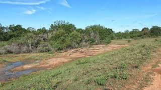 Yala National Park in Sri Lanka