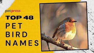 Top 48 Pet Bird Names - Best Names For Your New Pet Bird