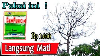 Cara membunuh pohon besar tanpa menebang - Membunuh pohon tanpa menebang Cara mematikan pohon besar