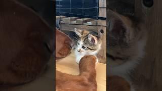 Day 25 Tikka Marsala Picatta & Francese Foster Kittens