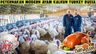 RUSSIAN TURKEY CHICKEN MODERN LIVESTOCK PROCESS  HOW TO BREED A MODERN TURKEY