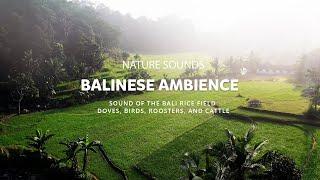 Nature Sounds  Bali View Ambience   sound of the Bali rice field  No Copyright Sounds