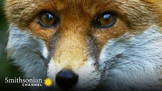 Why the Red Fox May be the Most Resourceful Predator  Carpathian Predators  Smithsonian Channel