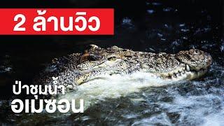 สารคดี สำรวจโลก ป่าชุ่มน้ำอเมซอน - ตะลุยป่า เผชิญหน้าเหล่านักล่าที่หิวโหย