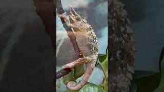 chameleon at  Petco in Puerto Rico 