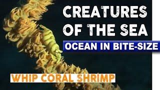 Creatures of the Sea - Whip Coral Shrimp