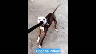 Dogo Argentino vs Pitbull   pitbull wants to untie his leash so he can fight