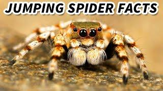 Jumping Spider Facts the CUTEST Spiders ️ Animal Fact Files