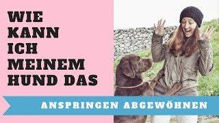 Wie kann ich meinem Hund das Anspringen abgewöhnen ► Tipps zum abgewöhnen ► So geht´s