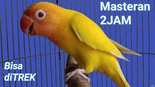 masteran lovebird 2 JAM memancing labet lawan ngekek panjang terbukti JITU