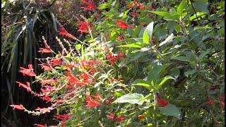 Pineapple Sage. Burkes Backyard